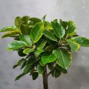 신평주유소 이미지