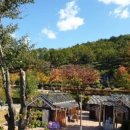 동강전망자연휴양림 이미지