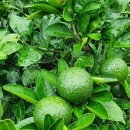 정진수농장 이미지