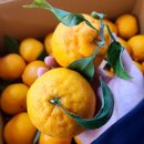 한라봉브로콜리 이미지