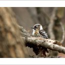 딱따구리 이미지