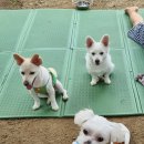 개구쟁이 애견 이미지