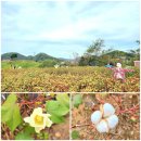 연천UN군 화장장시설 이미지