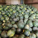 단호박 수확 했어요 이미지