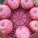 멧산농원