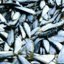 사시사철-풍요 이미지