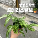 [블챌] 오늘의소비 | 상상공작소 고현점에서 프테리스알보 델꾸옴