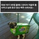 강아지 와요와요 이미지
