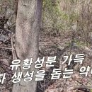 [층층나무, 등태수] 유황성분 듬뿍 들어있는 약나무 / 정액 생성을 돕니다. 이미지