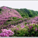 마창진 좋은산악회 제134차 정기산행 꽃으로 물들은 소백산 철쭉 축제 산행 갑니다,,, 이미지