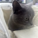 시니어 동물병원 이미지