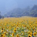 해바라기-청춘(2) 네이버블로그