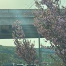 상가리 벚꽃길 | 가야산 최단코스 (가야봉-석문봉-일락산-개심사) 원점회귀 비추 후기