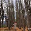 장풍숲위 | 경주 가을 명소 서면 도리마을 은행숲 사진 이렇게 찍으세요