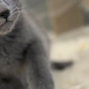 라온캣 대구고양이분양 낭만펫 강아지분양 대구점 이미지