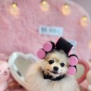 플레이독 애견유치원 이미지