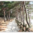 해파랑길 47코스 이미지