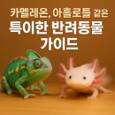 도담동물병원(출장진료전문 동물병원) | 특이한 이색 반려동물 키우기