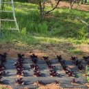 성도농장 이미지