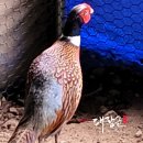 농업회사법인 문경통도리 토종닭주식회사 이미지