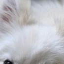 루이&DOGS 이미지