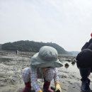 가야계분