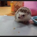 몽몽이 이미지