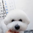 로이네 애견호텔 이미지