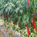 2025년 햇 고추가루 고춧가루 판매합니다 이미지