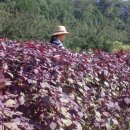 선주농장 이미지