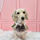 메리몰펫샵 이미지