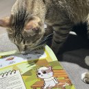 (주)건강한삶 | 기름기 없는 건강한 고양이사료, 주트립(Zootrip) 데일리 키튼 급여 후기