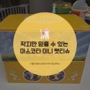 마스코타 펫 이미지