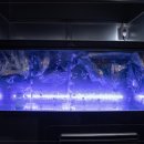 고기자리 이미지