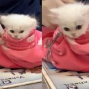 캣 미용실 이미지