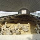 호명농장 이미지