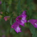 시절 인연 이미지