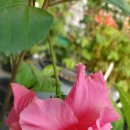 환타지아 이미지