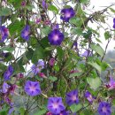 소리나팔꽃 이미지