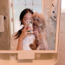 강릉애견하우스