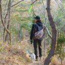 정자 반려견 이미지