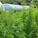 영부농장 이미지