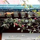 사과나무약국 이미지