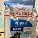 맥시펫(Maxi Pet) | 대형견 사료 백번 고민하고 주문한 내돈내산 리얼후기 (로얄캐닌 vs 오리젠)