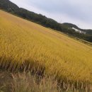 '19년산 김제지평선 신동진쌀 판매(년중상시판매)﻿﻿﻿ 이미지