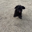 왈로하그루밍 이미지