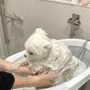 양평애견호텔 이미지