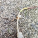 백합종류도 휘묻이가 가능할까요? 이미지