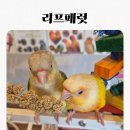 리프패럿광주 - 북구 하서로483번길 8 | 경기광주 앵무새카페 리프패럿 다녀온 솔직 후기
