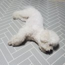 독스호텔리어 이미지